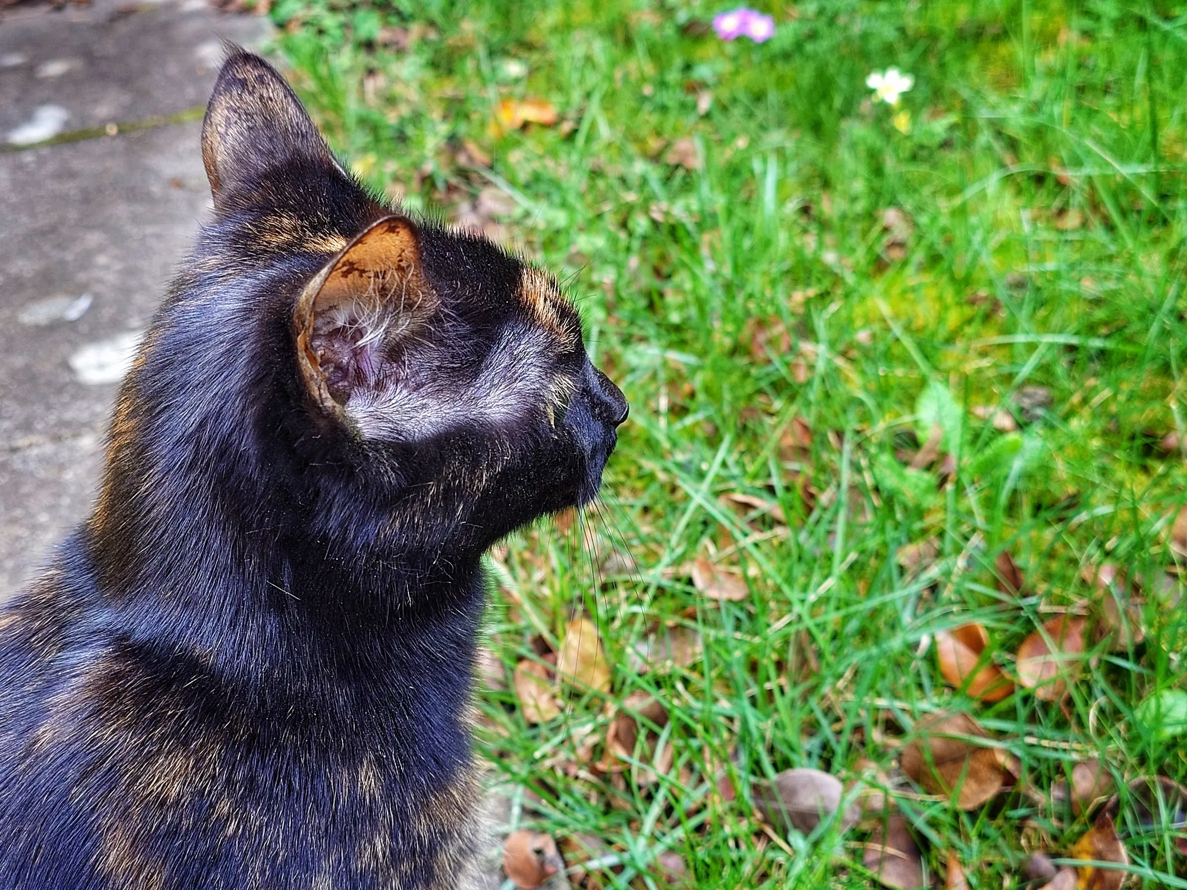 Katzenklappe ausbruchssicher machen